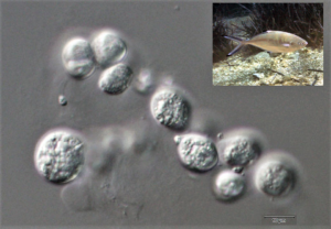 Effects of dietary supplementation with the marine microalgae Aurantiochytrium sp. on silver pompano