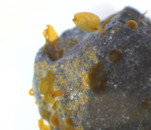 Kelp parachutes: Green gravel reforestation projects showing promise