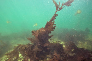 Assessing the effect of four macroalgae inclusions in diets of Pacific white shrimp