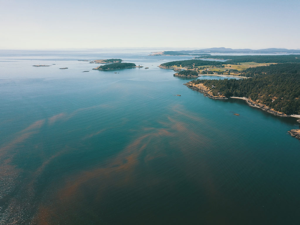 Article image for New technologies taking on harmful algal blooms