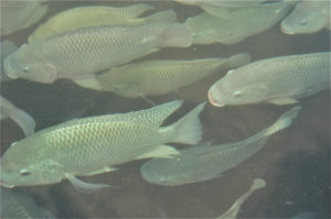 Heritable variation in swimming performance in Nile tilapia