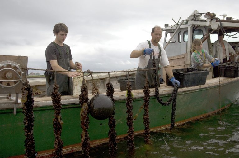 Article image for PEI Aquaculture Alliance swaps 87,000 Styrofoam buoys with more sustainable option