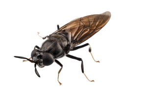 Israeli soldier fly startup accelerates growth plans with $2m raise