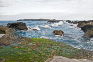 Green macroalgae aquaculture and its underexploited potential