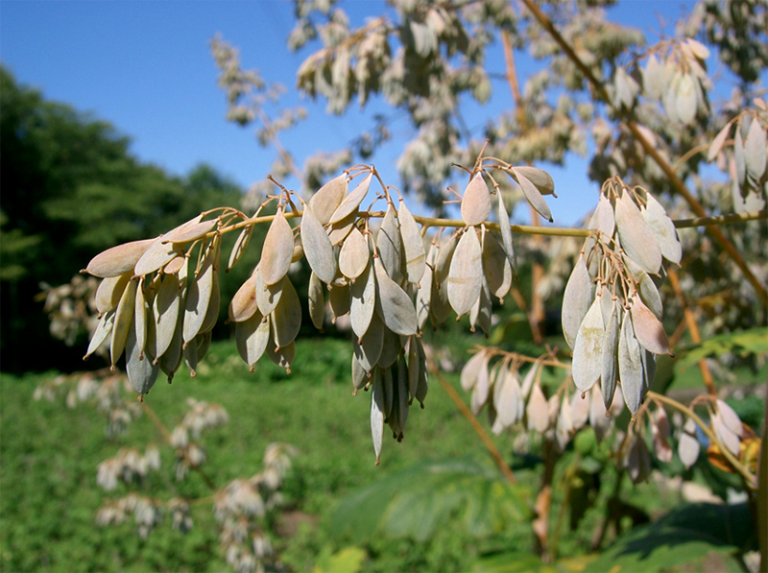 Article image for Isoquinoline alkaloids can boost immune systems of Pacific white shrimp