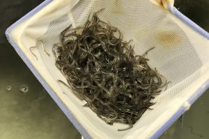 American Unagi breaks ground on land-based eel farm in Maine