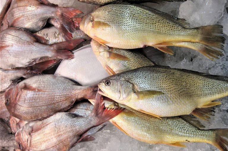Article image for Opinion: OIE, the World Organization for Animal Health, needs seafood industry’s input