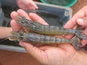 New circular DNA vaccines and heritable, anti-viral immunity possible for shrimp
