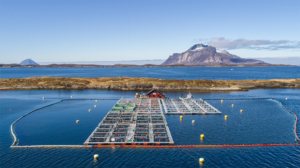 Novel formulations of aquafeeds use alternative ingredients based on sustainability