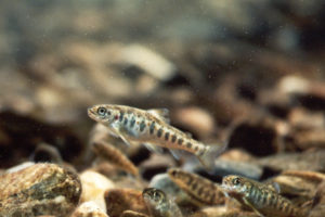 Assessment of microalgal biomass as a fish oil replacement in Atlantic salmon diets