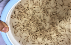 Growth and lipid profile responses of juvenile Pacific white shrimp in low salinity