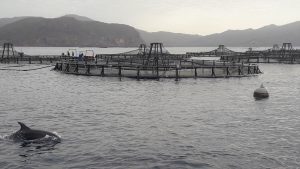 Precision sea bass: New technologies at Mediterranean Seafarms