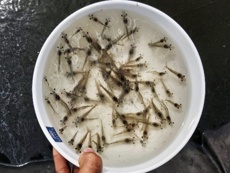 Article image for Evaluating the effect of a commercial additive on growth and survival of larval Pacific white shrimp