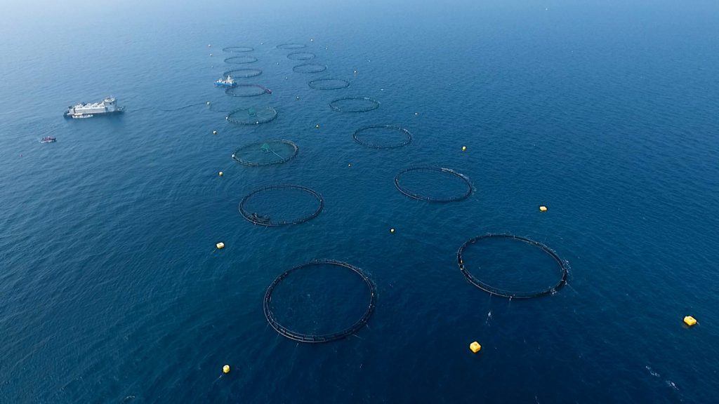 Article image for After first harvest, offshore aquaculture venture in Qatar sets fresh ambitions