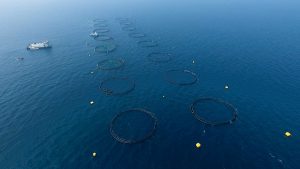 After first harvest, offshore aquaculture venture in Qatar sets fresh ambitions