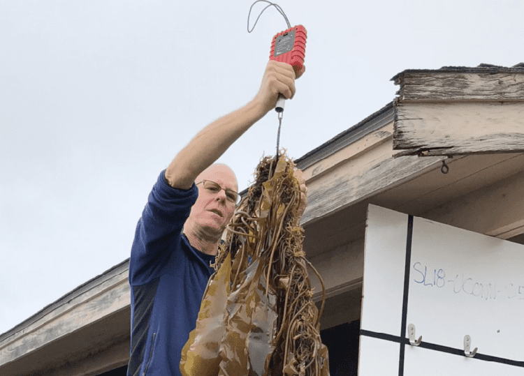 Article image for WHOI, WWF team up on seaweed farming research