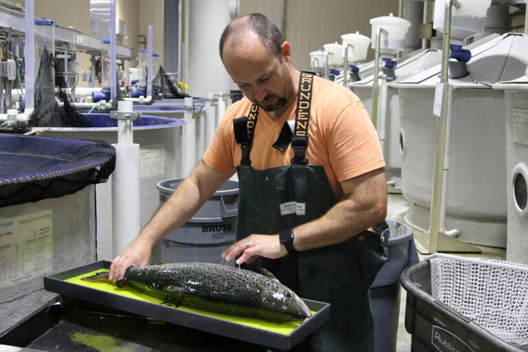 Article image for TCFFI, Cargill partner to develop better feeds for RAS salmon