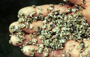 Disruptive technologies for aquaculture, part 1