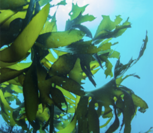 BioMar adopts microalgae into aquafeed, hits ‘major sustainability milestone’