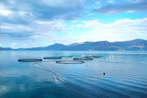 Blockchain expands its aquaculture presence with shrimp and salmon