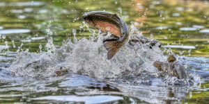 Trout might be the fish America needs right now