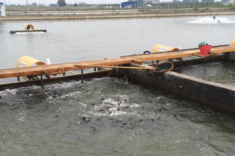 Article image for Potential application of plant-produced vaccines in aquaculture
