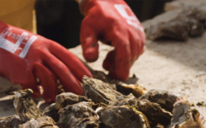 Dorset Coast Forum secures funding to develop England’s aquaculture innovation hub