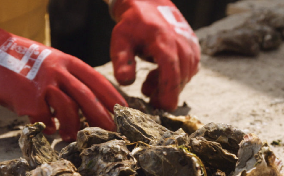 Article image for Dorset Coast Forum secures funding to develop England’s aquaculture innovation hub
