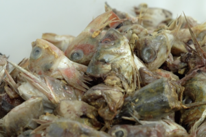 An introduction to circular economy principles in aquaculture 
