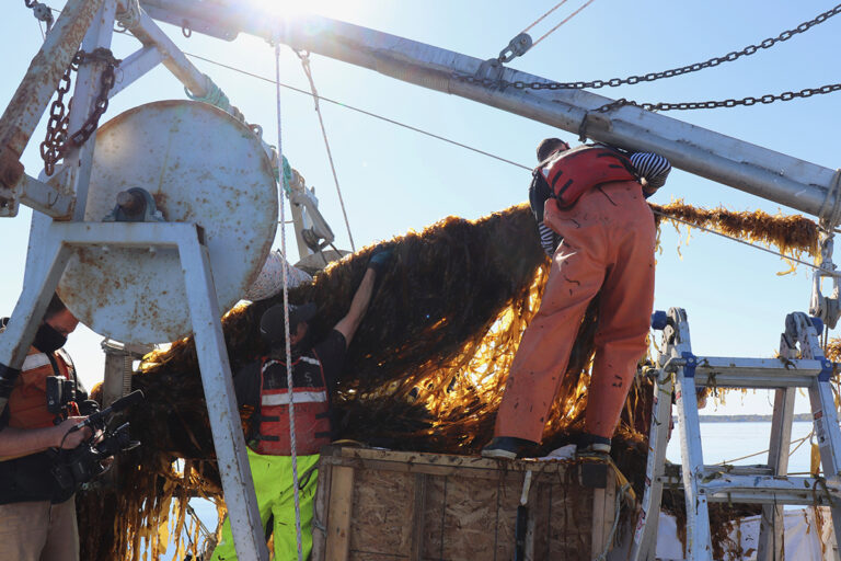 Article image for Maine Aquaculture Occupational Standards released