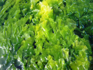 From smolt wastewater to algae production: an economic approach on aquaponic production