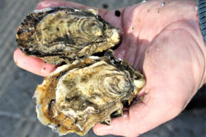 Fortifying shellfish with novel microencapsulated feeds could help address human nutrient deficiencies
