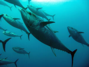 Conservation groups: No time for tepid action on tuna