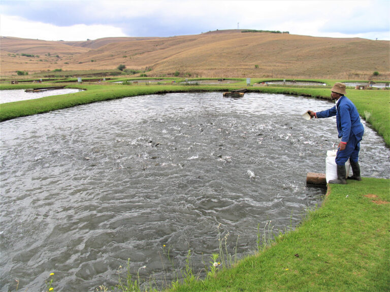 Article image for Quantitative SWOT analysis of key aquaculture species in South Africa