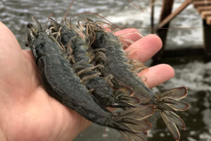 Collaboration drives innovations in super-intensive indoor shrimp farming, part 2