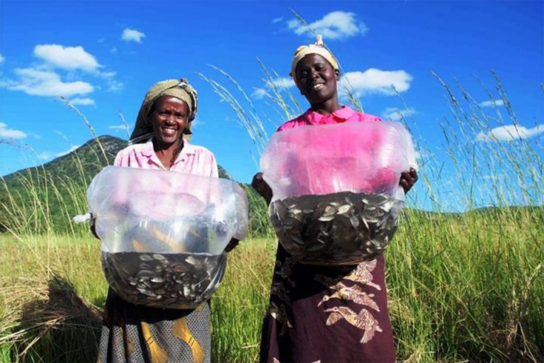 Article image for Assessing the future of fish in Africa