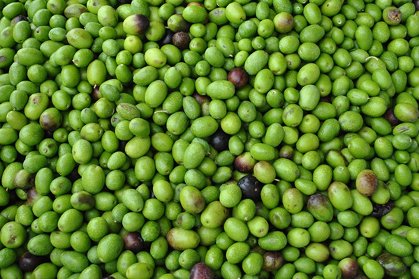 Article image for Opportunities and challenges for olive oil byproducts in aquafeeds