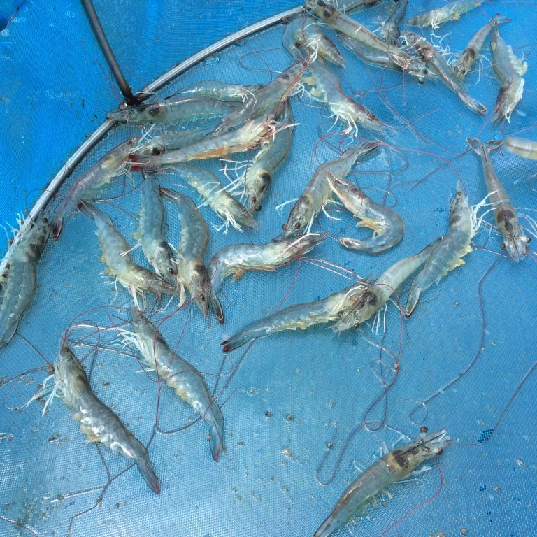 Article image for New tool aims to identify and reduce impact of chemicals and diseases in aquaculture