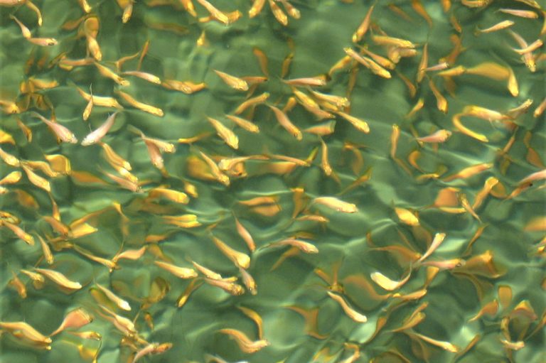Article image for Dietary supplementation of freeze- and oven-dried biofloc in red tilapia hybrid fingerlings