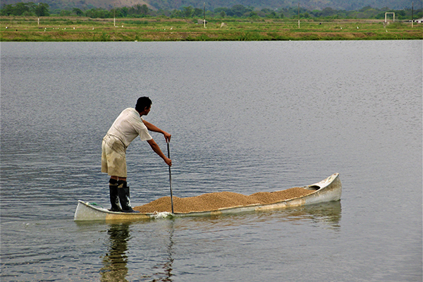 Article image for Study: Global food policy and research ‘inflates growth potential of mariculture’ and undervalues freshwater aquaculture